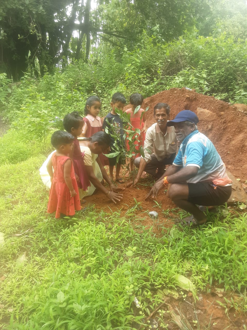Tree Plantation